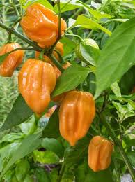 Mixed Habanero Samen zum Pflanzen  Perfect for Your Garden