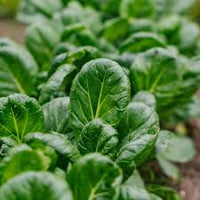Green Tsoi Sim Gemüsesamen für einfache Aussaat