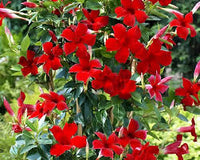 Mandevilla Blumensamen zur Aussaat – Wildblume Mischung – Traditionssorte & ohne Gentechnik Samen Hausgarten