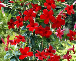 Mandevilla Blumensamen zur Aussaat – Wildblume Mischung – Traditionssorte & ohne Gentechnik Samen Hausgarten