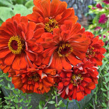 Orange Rot Zinnie Blumensamen zur Aussaat Schnitt Blume beliebt Traditionssorte & ohne Gentechnik Samen Hausgarten