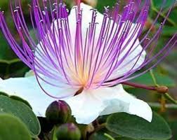 Weiß Rosa Capparis Spinosa Blumensamen zur Aussaat – Drought verträglich – Traditionssorte & ohne Gentechnik Samen Hausgarten