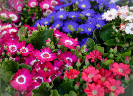 Gemischt Cineraria Blumensamen zur Aussaat – Traditionssorte ohne Gentechnik Keimung biologisch Garten Samen farbenfroh Blüte Schauanlagen