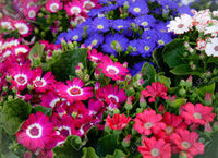 Gemischt Cineraria Blumensamen zur Aussaat – Traditionssorte ohne Gentechnik Keimung biologisch Garten Samen farbenfroh Blüte Schauanlagen