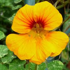 dunkel Orange Kapuzinerkresse Blumensamen zur Aussaat leuchtend Blüten Traditionssorte & ohne Gentechnik Samen Hausgarten