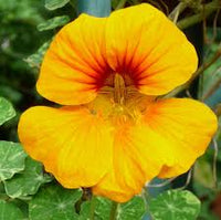 dunkel Orange Kapuzinerkresse Blumensamen zur Aussaat leuchtend Blüten Traditionssorte & ohne Gentechnik Samen Hausgarten
