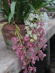 Gemischt Cymbidium Maxillaria Goeringii Samen zur Aussaat kompakt Wuchs Traditionssorte & ohne Gentechnik Samen Hausgarten