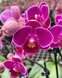 Weiß Violett Schmetterlingsorchidee Orchidee Blumensamen zur Aussaat – Drought verträglich – Traditionssorte & ohne Gentechnik Samen Hausgarten