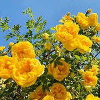 dunkel Gelb Rose Blumensamen zur Aussaat – ohne Gentechnik Traditionssorte Garten Samen ideal Rabatten
