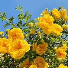 dunkel Gelb Rose Blumensamen zur Aussaat – ohne Gentechnik Traditionssorte Garten Samen ideal Rabatten