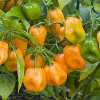 Mixed Habanero Samen zum Pflanzen  Perfect for Your Garden