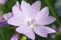 Rosa Musk Mallow Blumensamen zur Aussaat – Landhaus Garten wichtig – Traditionssorte & ohne Gentechnik Samen Hausgarten