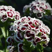 Nelke Rot Weiß Blumensamen zur Aussaat – Landhaus Garten wichtig – Traditionssorte & ohne Gentechnik Samen Hausgarten