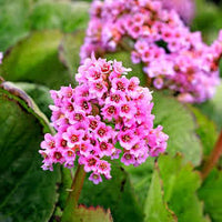Gemischt Bergenia Cordifolia Blume Samen zur Aussaat – mehrjährige Samen leuchtend Garten Blüten