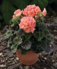 Geranie hell Orange Blumensamen zur Aussaat – Schnitt Blume beliebt – Traditionssorte & ohne Gentechnik Samen Hausgarten