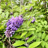 American Blauregen (Blauregen frutescens) Blumensamen zur Aussaat ideal Rabatten Traditionssorte & ohne Gentechnik Samen Hausgarten