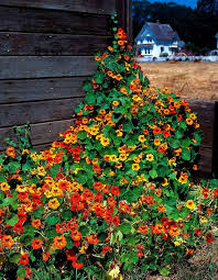 Nasturtium samen for anpflanzung edible blume blooms
