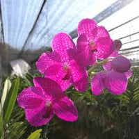 dunkel Rosa Schmetterlingsorchidee Orchidee Samen zur Aussaat Wildblume Mischung Traditionssorte & ohne Gentechnik Samen Hausgarten