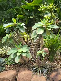 Grün Euphorbia Duranii Blumensamen zur Aussaat – kompakt Wuchs – Traditionssorte & ohne Gentechnik Samen Hausgarten