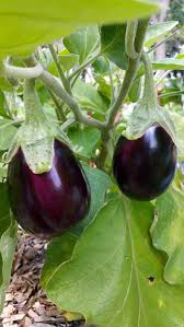 Violett Eggplant Gemüse Planting Samen
