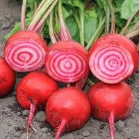 Rot Chioggia Beet Samen for Home Gardening