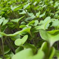 Semillas de microvegetales de nabo blanco