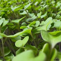 Weisse Ruebe Microgreens Samen