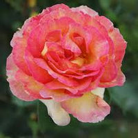 Creme Rosa Xanthina Blumensamen zur Aussaat Wildblume Mischung Traditionssorte & ohne Gentechnik Samen Hausgarten