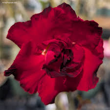 Schwarz Rot Wüstenrose Obesum Blumensamen zur Aussaat – farbenfroh Schau – Traditionssorte & ohne Gentechnik Samen Hausgarten