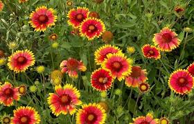 Gaillardia Aristata Blumensamen zur Aussaat – Schnitt Blume beliebt – Traditionssorte & ohne Gentechnik Samen Hausgarten