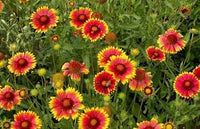 Gaillardia Aristata Blumensamen zur Aussaat – Schnitt Blume beliebt – Traditionssorte & ohne Gentechnik Samen Hausgarten