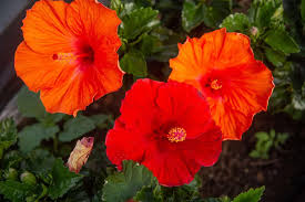 dunkel Orange Hibiskus Blumensamen zur Aussaat lang Blüte Saison Traditionssorte & ohne Gentechnik Samen Hausgarten