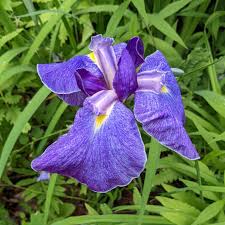 Japanese Iris Blumensamen zur Aussaat – leuchtend – Traditionssorte & ohne Gentechnik Samen Hausgarten
