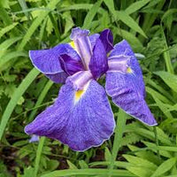 Japanese Iris Blumensamen zur Aussaat – leuchtend – Traditionssorte & ohne Gentechnik Samen Hausgarten