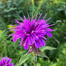 Lila Bergamot Blumensamen zur Aussaat – Garten beliebt – Traditionssorte & ohne Gentechnik Samen Hausgarten