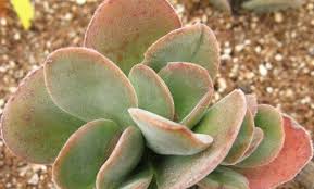 Braun Grün Succulent Blumensamen zur Aussaat – Traditionssorte ohne Gentechnik Keimung biologisch Garten Samen leuchtend