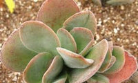 Braun Grün Succulent Blumensamen zur Aussaat – Traditionssorte ohne Gentechnik Keimung biologisch Garten Samen leuchtend