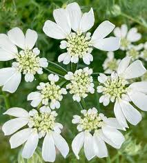 Weiß Orlaya Blumensamen zur Aussaat – Garten beliebt – Traditionssorte & ohne Gentechnik Samen Hausgarten