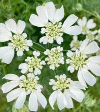 Weiß Orlaya Blumensamen zur Aussaat – Garten beliebt – Traditionssorte & ohne Gentechnik Samen Hausgarten