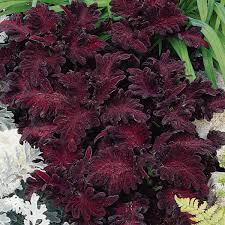 Schwarz Buntnessel Blumensamen zur Aussaat – farbenfroh Schau – Traditionssorte & ohne Gentechnik Samen Hausgarten