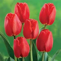 Bordeaux Tulpe Blumensamen zur Aussaat Schnitt Blume beliebt Traditionssorte & ohne Gentechnik Samen Hausgarten