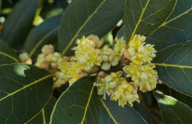 Laurus Nobilis Blumensamen zur Aussaat – sonnenliebend – Traditionssorte & ohne Gentechnik Samen Hausgarten