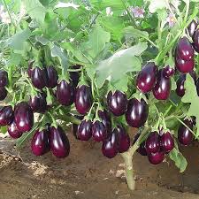 Violett Eggplant Gemüse Planting Samen