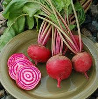 Rot Chioggia Beet Samen for Home Gardening