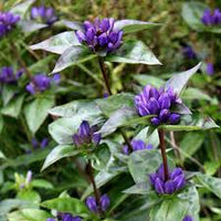 Gentian Blumensamen zur Aussaat – farbenfroh Schau – Traditionssorte & ohne Gentechnik Samen Hausgarten