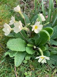Weiß Primel Malacoides Blumensamen zur Aussaat saisonal Dauerblüher Traditionssorte & ohne Gentechnik Samen Hausgarten