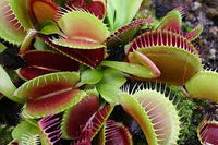 Rot Catching Pflanze or Venus Fly Trap Insectivorous Blumensamen zur Aussaat – saisonal Dauerblüher – Traditionssorte & ohne Gentechnik Samen Hausgarten
