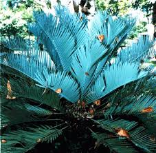 Blau Cycas Blumensamen zur Aussaat – Landhaus Garten wichtig – Traditionssorte & ohne Gentechnik Samen Hausgarten