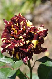 Kastanienrot Gelb Rose Blumensamen zur Aussaat sonnenliebend Traditionssorte & ohne Gentechnik Samen Hausgarten