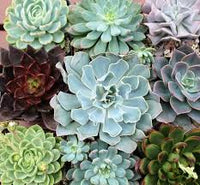 Himmelblau Echeveria Purpusorum Blumensamen zur Aussaat – saisonal Dauerblüher – Traditionssorte & ohne Gentechnik Samen Hausgarten